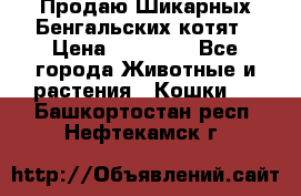 Продаю Шикарных Бенгальских котят › Цена ­ 17 000 - Все города Животные и растения » Кошки   . Башкортостан респ.,Нефтекамск г.